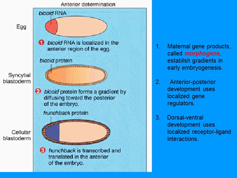Maternal gene products, called morphogens, establish gradients in early embryogenesis. 2. Maternal gene products, called morphogens, establish gradients in early embryogenesis. 2.